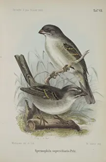 Brow Prints: Spermophila supercilaris
