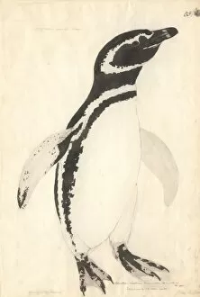 Cook Collection: Spheniscus magellanicus, Magellanic penguin