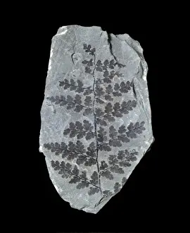 Polypodiophyta Prints: Sphenopteris laurenti, fossil fern
