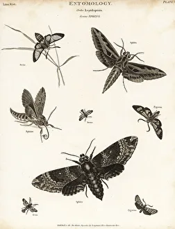 Hawk Moth Prints: Sphinx moths or hawk moths