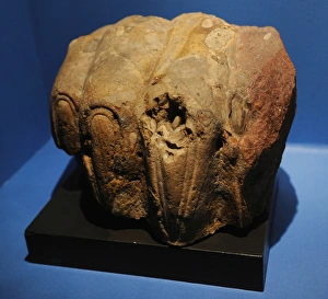 Images Dated 4th March 2012: Sphinxs paw from Memphis. 2000-1000 BC. Egypt
