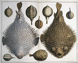 Albertus Seba Gallery: Sphoeroides sp. pufferfish