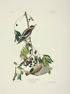 Amygdaloideae Gallery: Sphyrapicus varius, yellow-bellied sapsucker