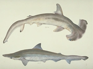 Elasmobranch Collection: Sphyrna zygaena, hammerhead shark