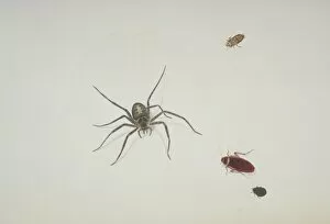 Araneae Gallery: Spider and beetles illustration