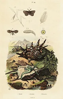 Adolph Fries Prints: Spider conch and drain flies