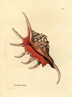 Conch Prints: Spider conch shell, Lambis lambis