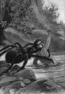 Eats Gallery: Spider Eats Man 1890S