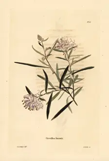 Spider flower, Grevillea linearifolia