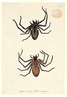 Araneae Gallery: Spider illustration