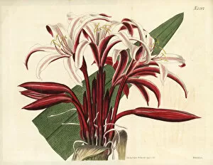 Lily Gallery: Spider lily, Crinum amabile
