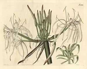 Lily Gallery: Spider lily, Crinum asiaticum