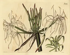 Spider lily, Crinum asiaticum