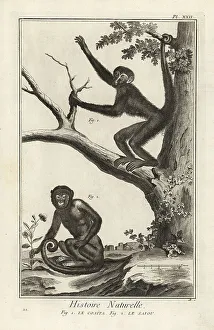 1774 Prints: Spider monkey and capuchin monkey