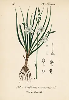 Spider plant, Anthericum ramosum