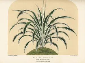 South Africa Prints: Spider plant, Chlorophytum species