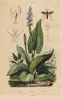 Cordata Prints: Spider wasp, pickerelweed and watchman prawn