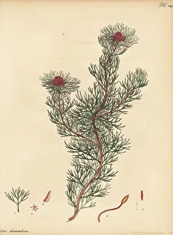 Henry Andrews Prints: Spiderhead, Serruria nivenii