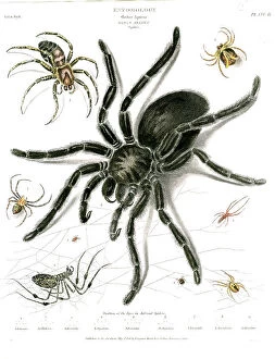 Fauna Collection: Spiders