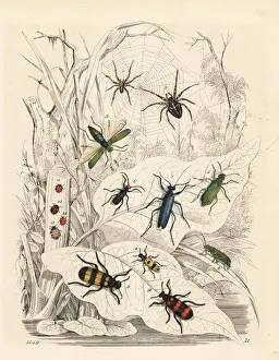 Ladybird Prints: Spiders, blister beetles and ladybirds