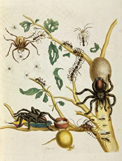 Araneae Gallery: Spiders, insects and hummingbird on guava tree