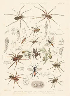 Parasite Prints: Spiders and parasite ichneumons or spider wasps