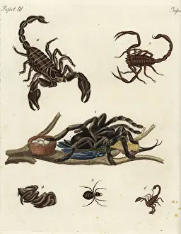 Scorpion Prints: Spiders and scorpions