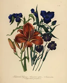 Humphreys Prints: Spiderwort, commelin, day lily and sisyrinchium species