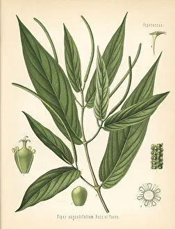 Antiseptic Collection: Spiked pepper or matico, Piper aduncum