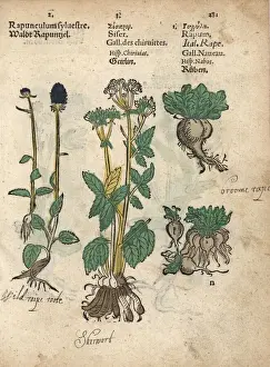 Turnip Prints: Spiked rampion, Phyteuma spicatum, skirret