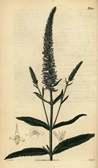 Subsp Prints: Spiked speedwell; Veronica spicata subsp. orchidea
