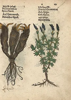 Spikenard, Nardostachys jatamansi, and lavender Spikenard, Nardostachys jatamansi, and lavender