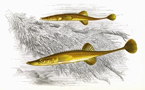 Adder Gallery: Spinachia spinachia, or Fifteen-Spined Stickleback