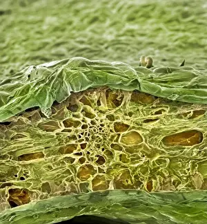 Texture Prints: Spinacia oleracea, spinach