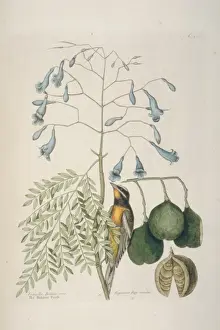 Bahama Prints: Spindalis zena, stripe-headed tanager