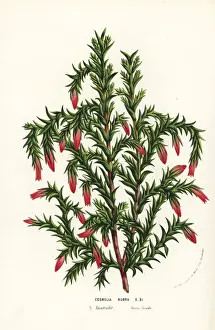 Spindle heath, Cosmelia rubra