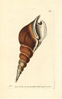 Tibia Collection: Spindle tibia shell, Tibia fusus