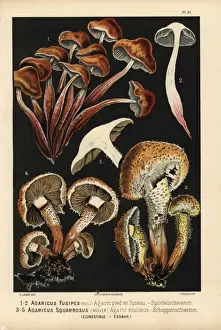 Spindleshank fungus, Gymopus fusipes, and Shaggy