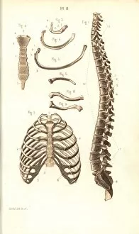 Spine Gallery: Spine, ribs, vertebrae and sternum