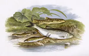 Bleak Prints: Spined Loach, Minnow, Loach and Common Bleak