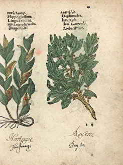 Equina Gallery: Spineless butcher s-broom, Ruscus hypoglossum