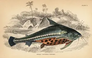 Guiana Prints: Spiny catfish or bacu, Acanthodoras cataphractus