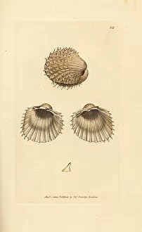 Aculeata Gallery: Spiny cockle, Acanthocardia aculeata