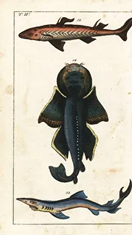 Encyclopedia Gallery: Spiny dogfish, blue shark and angel shark