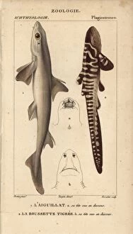 Dogfish Collection: Spiny dogfish, Squalus acanthias, and catshark