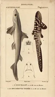 Hippolyte Prints: Spiny dogfish, Squalus acanthias, and catshark