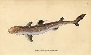 Shark Collection: Spiny dogfish, Squalus acanthias. Vulnerable