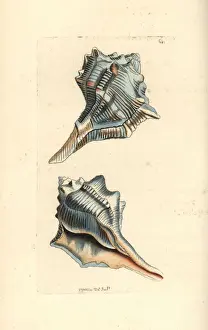 Polydore Prints: Spiny dye-murex, Bolinus brandaris
