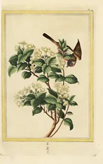 Cultivent Prints: Spiny jasmine, Lycium europaeum