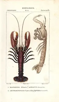 Spiny lobster, Panulirus homarus, and mantis